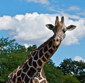 Click here for a photo of the new Baby Giraffe.