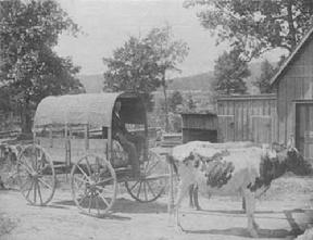 Man in a wagon pulled by oxen in Fort Payne,Alabama.1800's