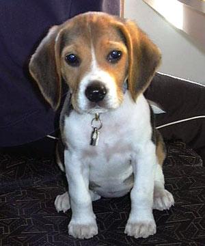Click here for Beagle Rescue & Adoption...