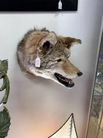 West Saint Paul Antiques - MOUNTED COYOTE HEAD FOR WALL DECOR - $125