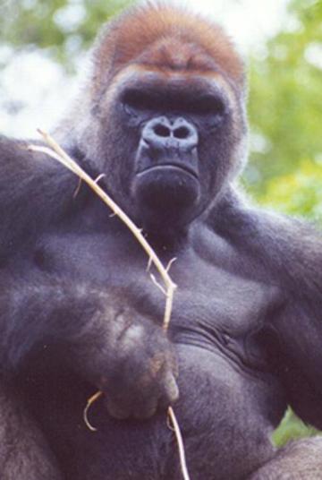 Click here for the Western Lowland Gorilla at Como Park Zoo.