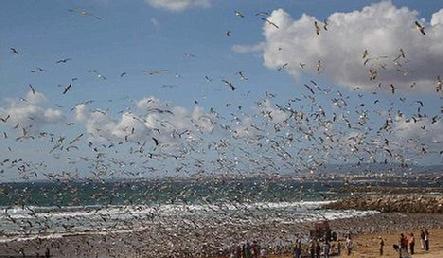 Flock of seagulls: Thousands descend on Costa de Caparica beach near Lisbon to the delight of onlookers.