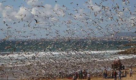 Flock of seagulls: Thousands descend on Costa de Caparica beach near Lisbon to the delight of onlookers.