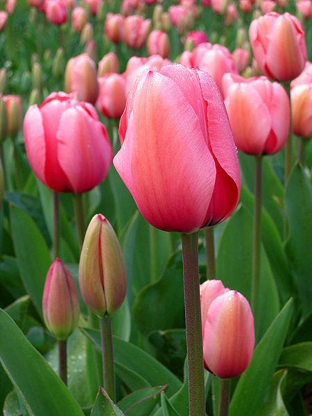 Cultivated tulip ~ Jacob's Tulips