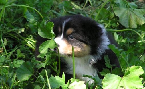 Click Here for The Official Web Site of the United States Australian Shepherd Association (USASA)