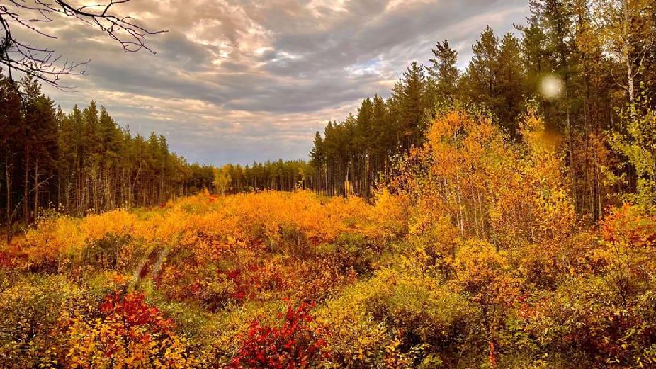 Fall colors in Minnesota 2013